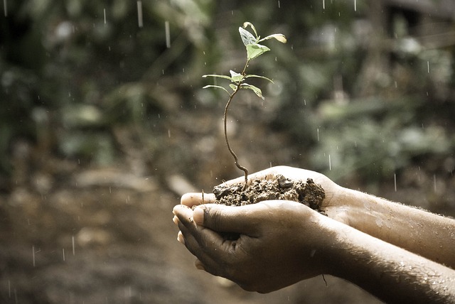 hands holding a small plant